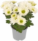 Chrysanthemen im Angebot bei Penny-Markt in Esslingen Chrysanthemen Angebote bei Penny-Markt Esslingen für 0,99 €