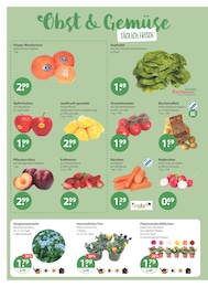 V-Markt Erdbeeren im Prospekt 