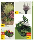 Plantes Plantes