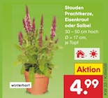 Stauden Prachtkerze, Eisenkraut oder Salbei im Angebot bei Netto Marken-Discount in Coburg Stauden Prachtkerze, Eisenkraut oder Salbei Angebote bei Netto Marken-Discount Coburg für 4,99 €