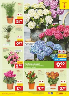 Hortensie im Netto Marken-Discount Prospekt "Aktuelle Angebote" mit 61 Seiten (Remscheid)