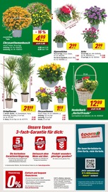 Blumen im toom Baumarkt Prospekt in Kaarst Aktueller toom Baumarkt Prospekt mit Blumen, "Respekt, wer's selber macht.", Seite 4