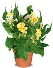 Celosia Hahnenkamm im Angebot bei Netto Marken-Discount in Braunschweig Celosia Hahnenkamm Angebote bei Netto Marken-Discount Braunschweig für 2,99 €