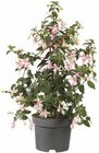 Fuchsien Angebote bei Lidl Detmold für 4,99 €