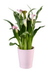 Calla en pot céramique - Lidl à Colombes Calla en pot céramique en promo chez Lidl Colombes à 9,34 €