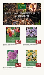 Pflanzen Kölle Tulpenzwiebeln im Prospekt Pflanzen Kölle Tulpenzwiebeln im Prospekt