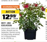 Aktuelle Pflanzen Angebote bei OBI in Aachen Aktuelles BEET- UND EDELROSEN Angebot bei OBI in Aachen ab 12,99 €