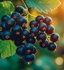 Cassissier Delbard Robusta® - Delbard Robusta® à 7,99 € dans le catalogue Delbard
