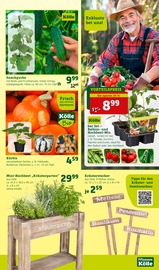 Gemüse Angebote im Prospekt "Gratis Pflanzaktion!" von Pflanzen Kölle auf Seite 9