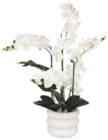 Maxi Bazar Fresnes - Promo Orchidée Mick Promo Orchidée Mick à 19,99 € dans le catalogue Maxi Bazar à Fresnes