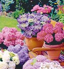 Bauernhortensie Angebote bei Hellweg Wolfenbüttel für 14,99 €