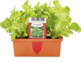 Salatpflanzen Angebote bei Netto Marken-Discount Erfurt für 1,99 €