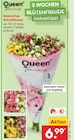 Kalanchoe Schnittblume Angebote von Queen bei Netto Marken-Discount Leipzig für 6,99 €