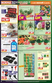 Chrysanthèmes Angebote im Prospekt "Votre Discounter Régional" von Norma auf Seite 4