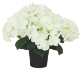 Composition de 7 hortensias en promo chez Bazarland Pau à 14,99 €