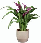 Calla en céramique en promo chez Lidl Versailles à 9,99 €
