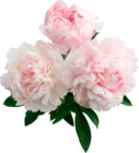 Promo BOUQUET DE 3 PIVOINES à 4,49 € dans le catalogue Auchan Supermarché à Modane