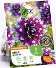 FRÜHJAHRSBLUMENZWIEBELN Angebote von GROW BY OBI bei OBI Unna für 2,99 €