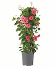 Dipladenia Pyramide bei Lidl im Bad Oeynhausen Prospekt für 9,99 €