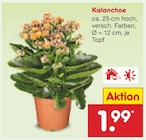 Aktuelle Pflanzen Angebote bei Netto Marken-Discount in Oberhausen Aktuelles Kalanchoe Angebot bei Netto Marken-Discount in Oberhausen ab 1,99 €