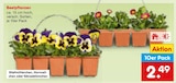 Aktuelles Beetpflanzen Angebot bei Netto Marken-Discount in Koblenz ab 2,49 €
