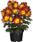 Chrysanthemen bei Globus-Baumarkt im Achern Prospekt für 2,99 €