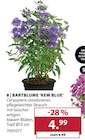 BARTBLUME 'KEW BLUE' von  im aktuellen Dehner Garten-Center Prospekt für 4,99 €