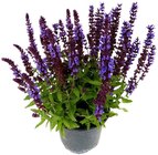Salbei im Angebot bei Penny in Saarbrücken Salbei Angebote bei Penny Saarbrücken für 3,79 €
