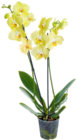 Kaufland - Orchidee Angebot im Prospekt Orchidee bei Kaufland im Prospekt "" für 9,99 €