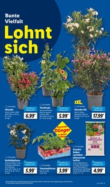 Aktueller Lidl Prospekt mit Blumentopf, "LIDL LOHNT SICH", Seite 5
