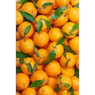 Orange à feuille en promo à 1,99 € chez Carrefour Orange à feuille dans le catalogue Carrefour