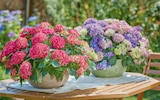 Ballhortensie 'Tabletensia' Angebote bei toom Baumarkt Laatzen für 27,99 €