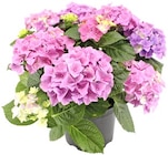 Aktuelle Hortensie Angebote bei Thomas Philipps in Bottrop Aktuelles Ballhortensie Angebot bei Thomas Philipps in Bottrop ab 7,77 €