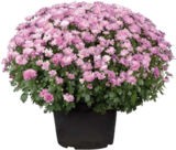 Aktuelle Blumen Angebote bei Globus-Baumarkt in Stuttgart Aktuelles Chrysanthemen Busch Angebot bei Globus-Baumarkt in Stuttgart ab 5,99 €