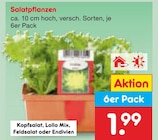 Salatpflanzen im aktuellen Netto Marken-Discount Prospekt