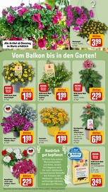 Ähnliche Mutterboden Angebote im Prospekt "Dein Markt" von REWE in Leipzig Ähnliche Angebote wie Mutterboden im Prospekt "Dein Markt" auf Seite 31 von REWE in Leipzig