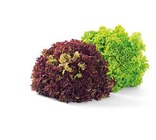 Bunte Salate Angebot in Abtsgmünd Bunte Salate im aktuellen Prospekt bei Penny-Markt in Abtsgmünd