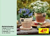 Enzian im Angebot bei toom Baumarkt in Hameln Enzian Angebote bei toom Baumarkt Hameln für 4,99 €