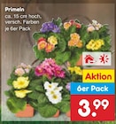 Primeln bei Netto Marken-Discount im Wilster Prospekt für 3,99 €