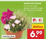bepflanzte Schale im Angebot bei Netto Marken-Discount in Ravensburg bepflanzte Schale Angebote bei Netto Marken-Discount Ravensburg für 6,99 €