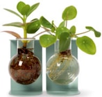 Aktuelles Ableger- und Vermehrungsstation Angebot bei Tchibo im Supermarkt in Karlsruhe ab 19,99 €