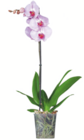 toom Baumarkt Täferrot - Schmetterlingsorchidee Angebot im Prospekt Schmetterlingsorchidee bei toom Baumarkt im Täferrot Prospekt für 5,99 €