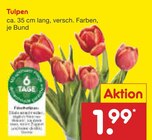 Aktuelles Tulpen Angebot bei Netto Marken-Discount in Siegen (Universitätsstadt) ab 1,99 €