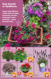 Ähnliche Teichpflanzen Angebote im Prospekt "Dein Markt" von REWE in Bonn Ähnliche Angebote wie Teichpflanzen im Prospekt "Dein Markt" auf Seite 15 von REWE in Bonn