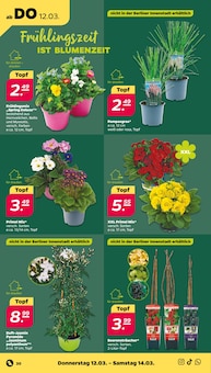 Rasen Angebot im Netto mit dem Scottie Prospekt, gültig von 09.03.2026 bis 14.03.2026 Rasen Angebot im aktuellen Netto mit dem Scottie Prospekt auf Seite 36