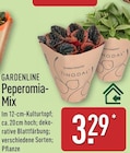 Peperomia-Mix von Gardenline im aktuellen ALDI Nord Prospekt