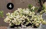 Torfmyrte im Dehner Garten-Center Prospekt Torfmyrte von im aktuellen Dehner Garten-Center Prospekt für 6,99 €