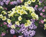 Promo Suspension fleurie à 13,95 € dans le catalogue Point Vert à Odos