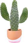 Plantes vertes en pot céramique - Lidl à Noisy-le-Grand Plantes vertes en pot céramique en promo chez Lidl Noisy-le-Grand à 7,99 €