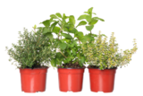 Jardinerie Poullain Osny - Promo Aromatiques Promo Aromatiques à 2,99 € dans le catalogue Jardinerie Poullain à Osny